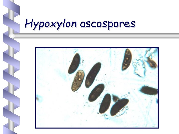 Hypoxylon ascospores 