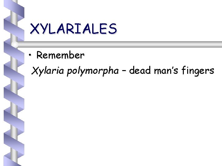XYLARIALES • Remember Xylaria polymorpha – dead man’s fingers 