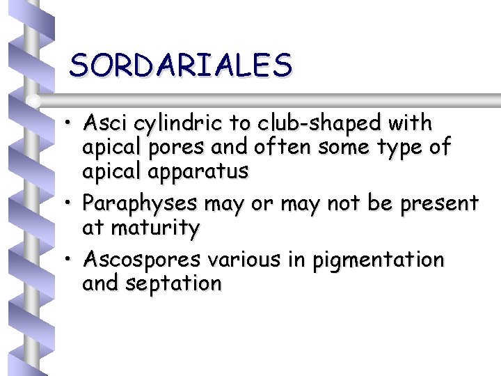 SORDARIALES • Asci cylindric to club-shaped with apical pores and often some type of