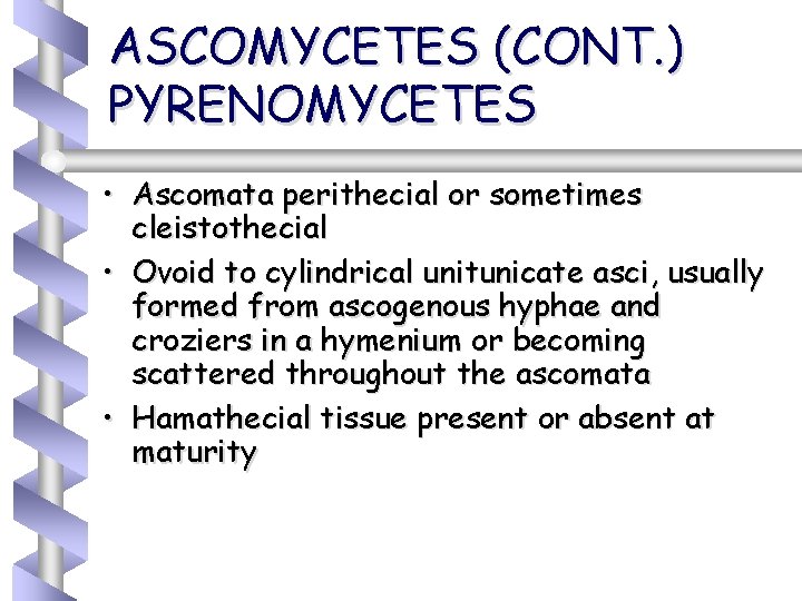 ASCOMYCETES (CONT. ) PYRENOMYCETES • Ascomata perithecial or sometimes cleistothecial • Ovoid to cylindrical