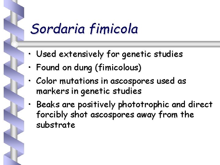 Sordaria fimicola • Used extensively for genetic studies • Found on dung (fimicolous) •