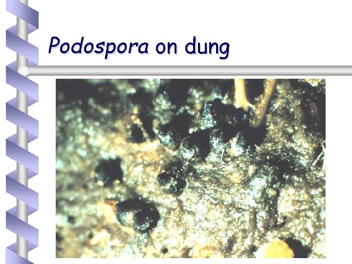 Podospora on dung 