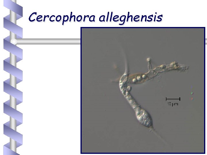 Cercophora alleghensis 