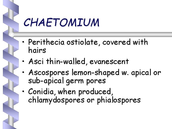 CHAETOMIUM • Perithecia ostiolate, covered with hairs • Asci thin-walled, evanescent • Ascospores lemon-shaped