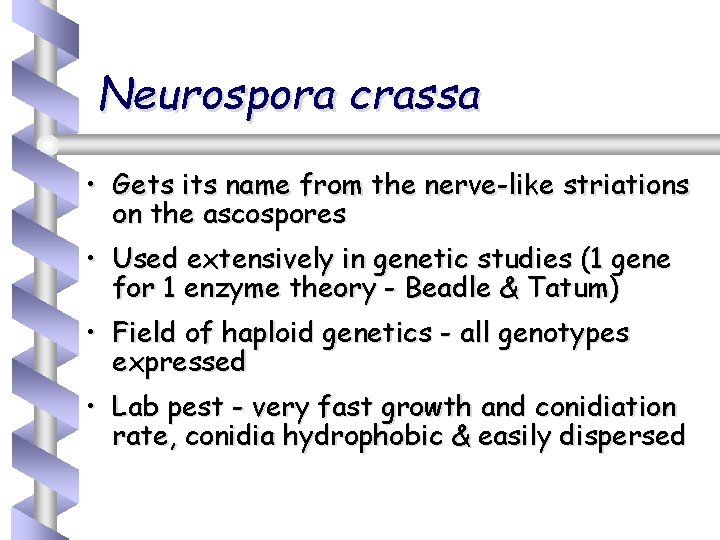 Neurospora crassa • Gets its name from the nerve-like striations on the ascospores •