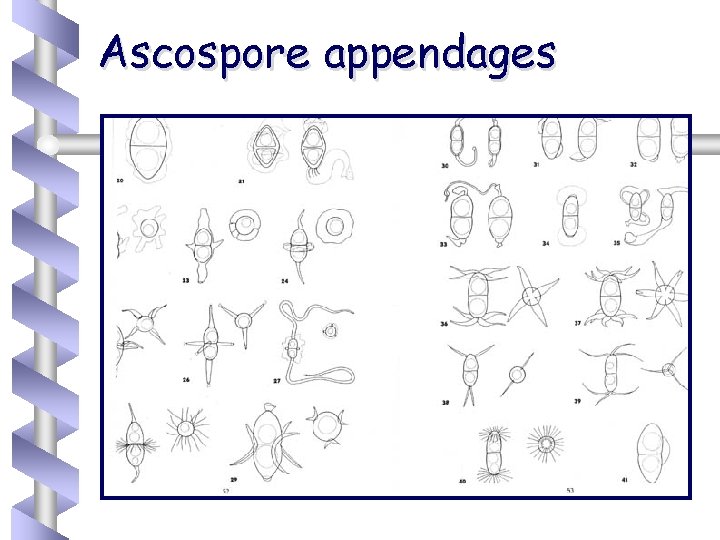 Ascospore appendages 