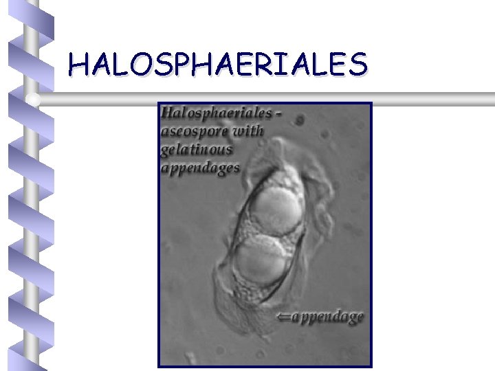 HALOSPHAERIALES 