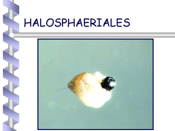 HALOSPHAERIALES 