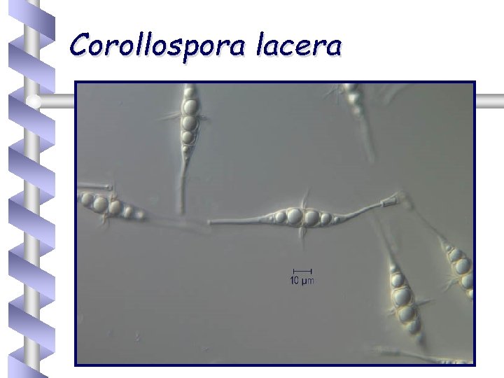 Corollospora lacera 