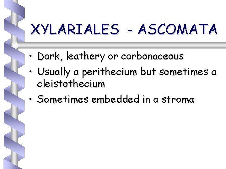 XYLARIALES - ASCOMATA • Dark, leathery or carbonaceous • Usually a perithecium but sometimes