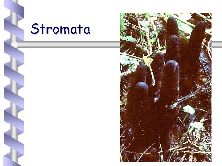 Stromata 