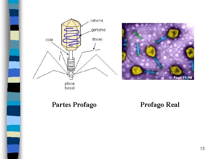 Partes Profago Real 13 