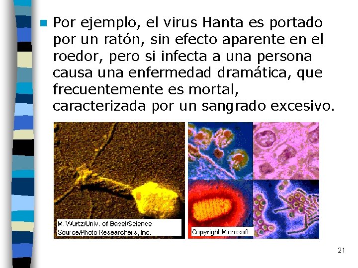 n Por ejemplo, el virus Hanta es portado por un ratón, sin efecto aparente