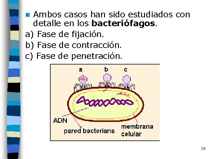 Ambos casos han sido estudiados con detalle en los bacteriófagos. a) Fase de fijación.