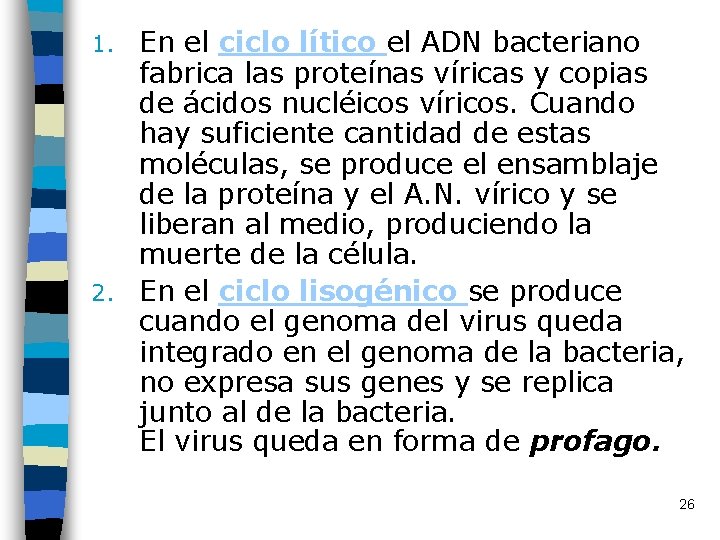 En el ciclo lítico el ADN bacteriano fabrica las proteínas víricas y copias de