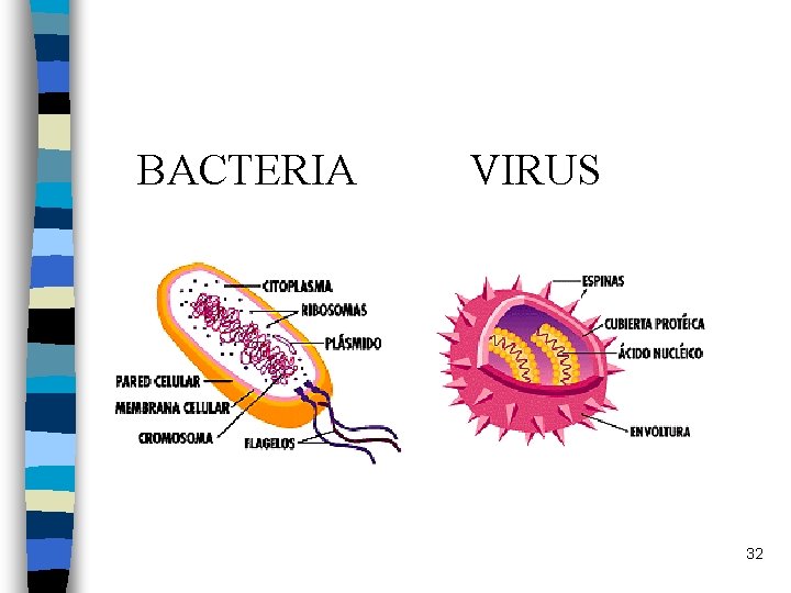 BACTERIA VIRUS 32 