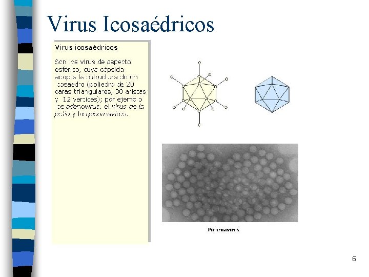 Virus Icosaédricos 6 