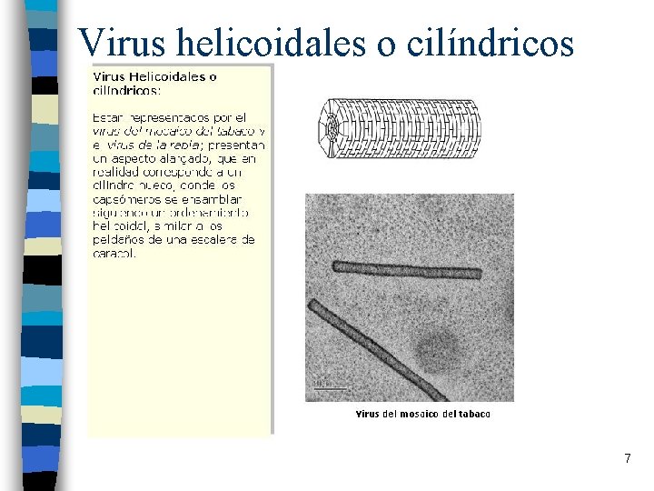 Virus helicoidales o cilíndricos 7 