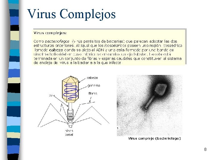 Virus Complejos 8 