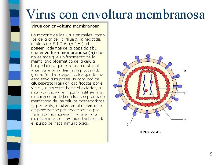 Virus con envoltura membranosa 9 