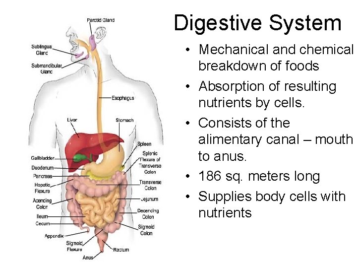 Digestive System • Mechanical and chemical breakdown of foods • Absorption of resulting nutrients