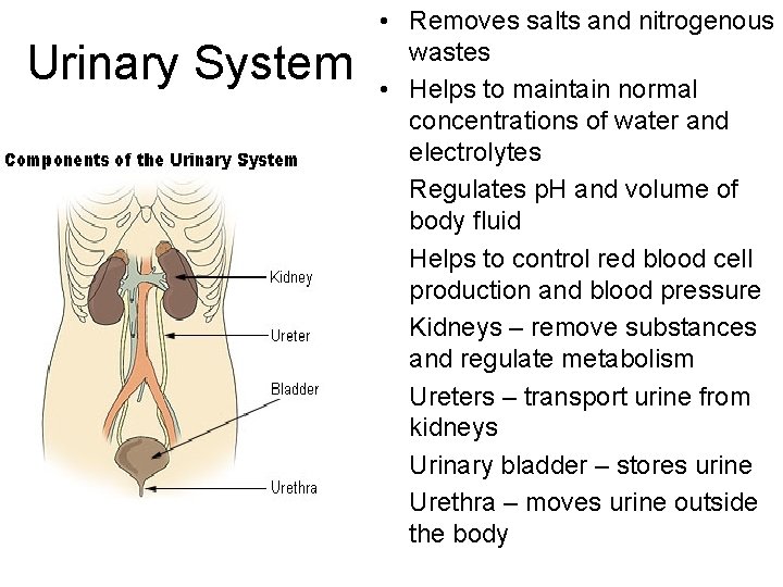 Urinary System • Removes salts and nitrogenous wastes • Helps to maintain normal concentrations