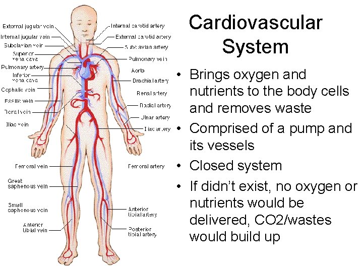 Cardiovascular System • Brings oxygen and nutrients to the body cells and removes waste