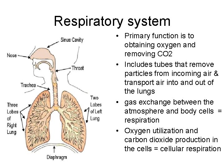 Respiratory system • Primary function is to obtaining oxygen and removing CO 2 •