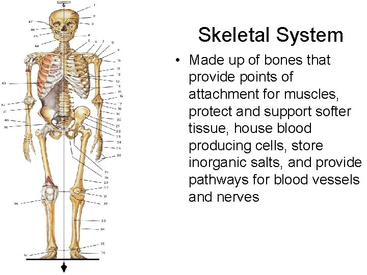 Skeletal System • Made up of bones that provide points of attachment for muscles,