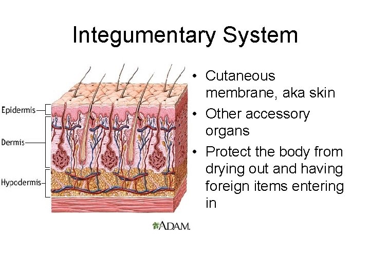Integumentary System • Cutaneous membrane, aka skin • Other accessory organs • Protect the