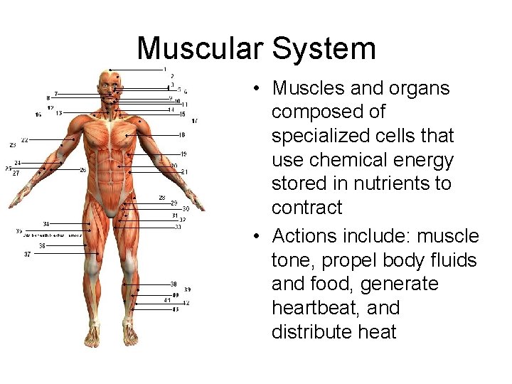 Muscular System • Muscles and organs composed of specialized cells that use chemical energy