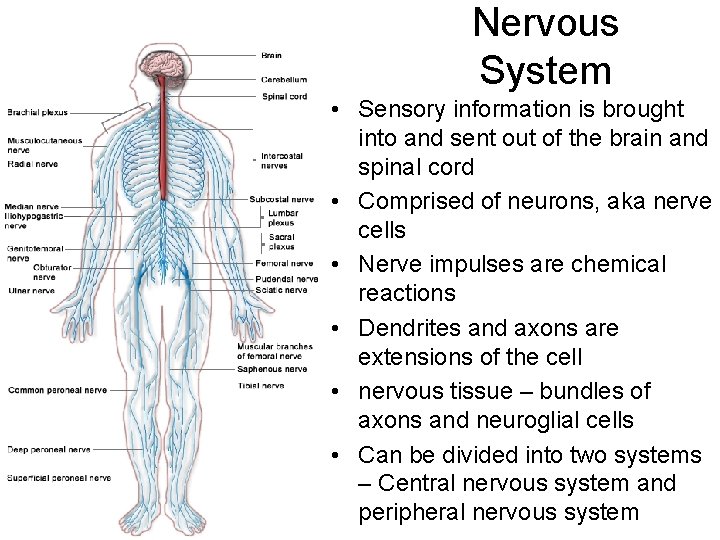 Nervous System • Sensory information is brought into and sent out of the brain