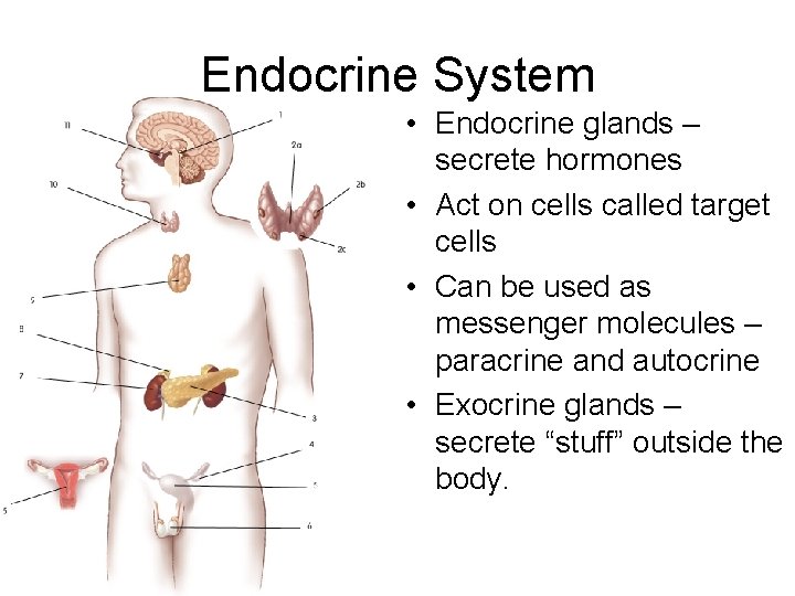 Endocrine System • Endocrine glands – secrete hormones • Act on cells called target