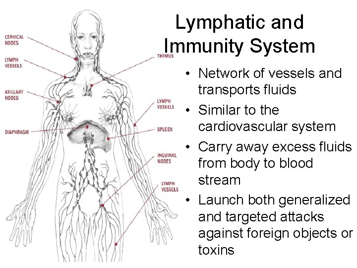 Lymphatic and Immunity System • Network of vessels and transports fluids • Similar to