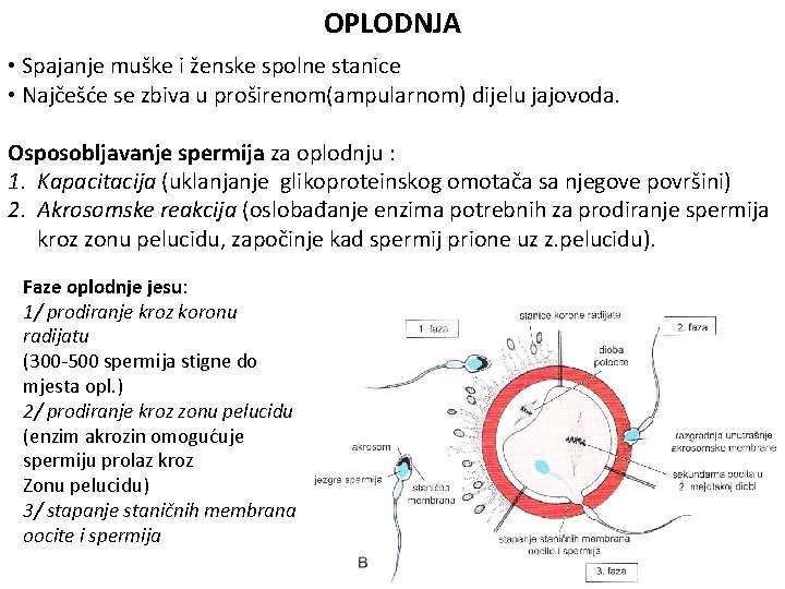 OPLODNJA • Spajanje muške i ženske spolne stanice • Najčešće se zbiva u proširenom(ampularnom) OPLODNJA • Spajanje muške i ženske spolne stanice • Najčešće se zbiva u proširenom(ampularnom)