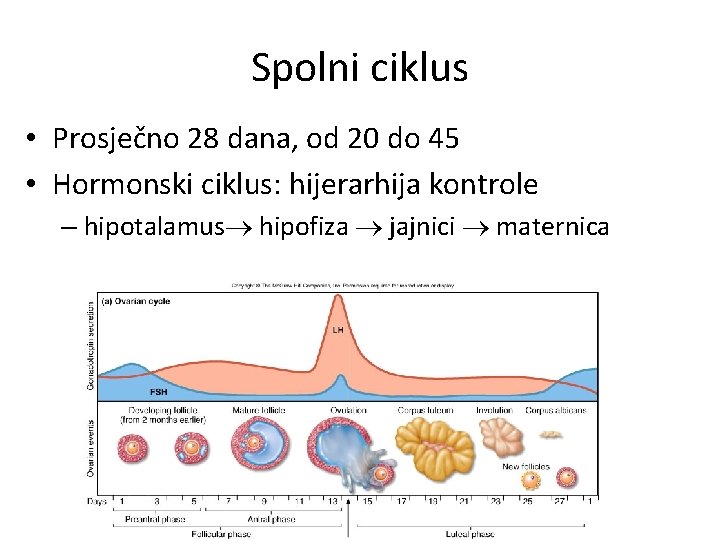 Spolni ciklus • Prosječno 28 dana, od 20 do 45 • Hormonski ciklus: hijerarhija Spolni ciklus • Prosječno 28 dana, od 20 do 45 • Hormonski ciklus: hijerarhija