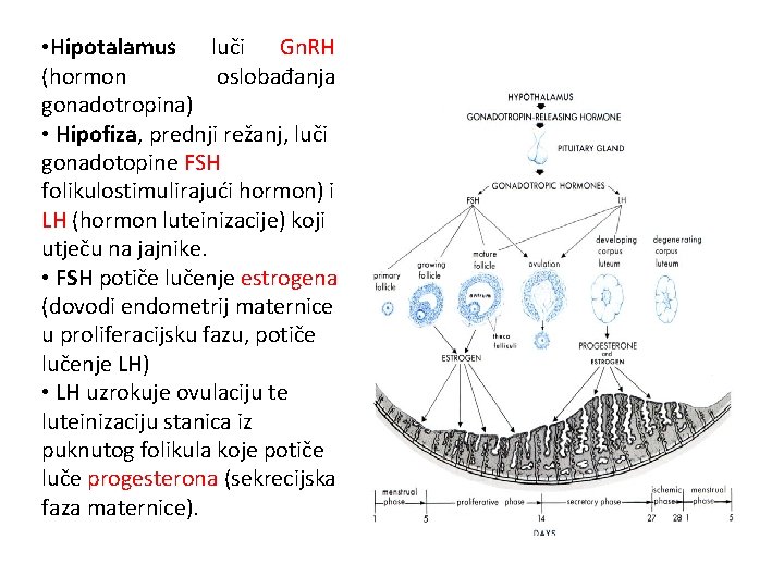 • Hipotalamus luči Gn. RH (hormon oslobađanja gonadotropina) • Hipofiza, prednji režanj, luči • Hipotalamus luči Gn. RH (hormon oslobađanja gonadotropina) • Hipofiza, prednji režanj, luči