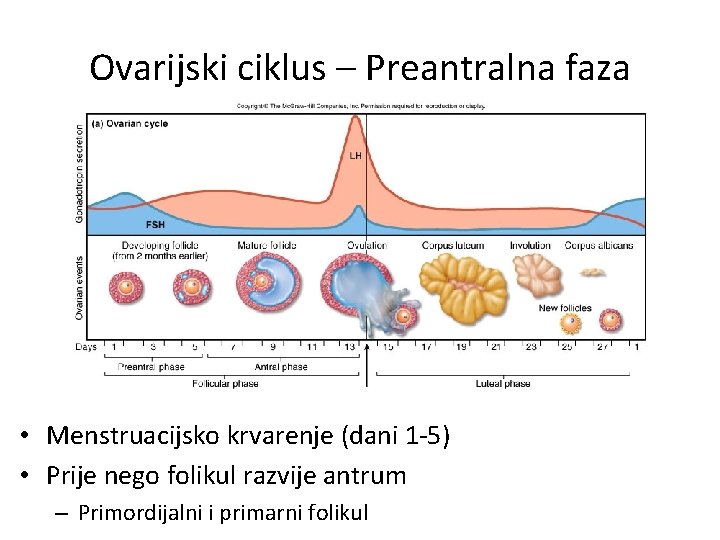 Ovarijski ciklus – Preantralna faza • Menstruacijsko krvarenje (dani 1 -5) • Prije nego Ovarijski ciklus – Preantralna faza • Menstruacijsko krvarenje (dani 1 -5) • Prije nego