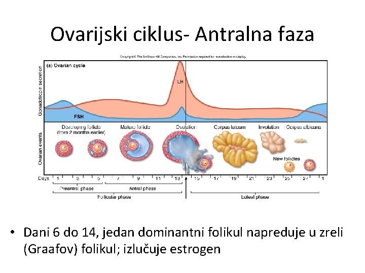 Ovarijski ciklus- Antralna faza • Dani 6 do 14, jedan dominantni folikul napreduje u Ovarijski ciklus- Antralna faza • Dani 6 do 14, jedan dominantni folikul napreduje u
