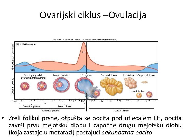 Ovarijski ciklus –Ovulacija • Zreli folikul prsne, otpušta se oocita pod utjecajem LH, oocita Ovarijski ciklus –Ovulacija • Zreli folikul prsne, otpušta se oocita pod utjecajem LH, oocita