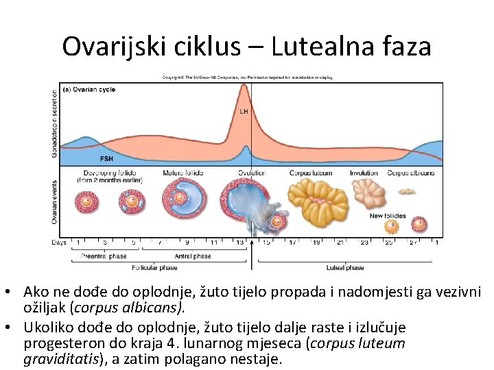 Ovarijski ciklus – Lutealna faza • Ako ne dođe do oplodnje, žuto tijelo propada Ovarijski ciklus – Lutealna faza • Ako ne dođe do oplodnje, žuto tijelo propada