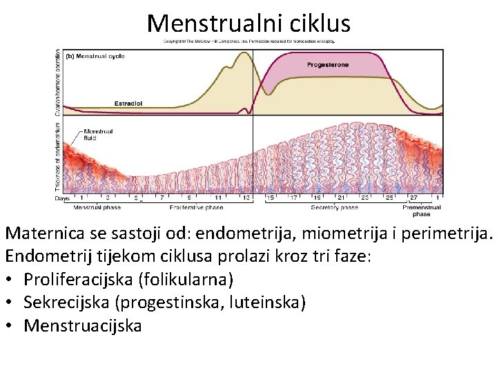 Menstrualni ciklus Maternica se sastoji od: endometrija, miometrija i perimetrija. Endometrij tijekom ciklusa prolazi Menstrualni ciklus Maternica se sastoji od: endometrija, miometrija i perimetrija. Endometrij tijekom ciklusa prolazi