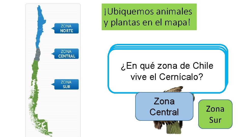 ¡Ubiquemos animales y plantas en el mapa! ¿En qué zona de Chile encontramos al