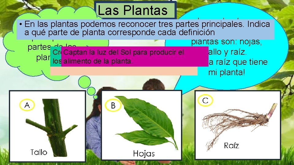 Las Plantas Las estructuras • ¿Cuáles En las plantas podemos reconocer tres partes principales.