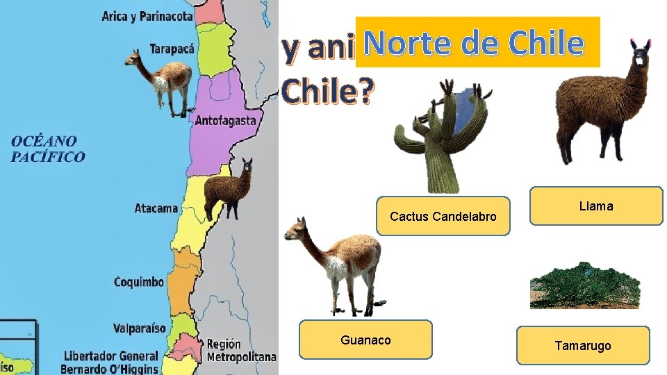 Norte viven de Chile ¿Que plantas y animales en Chile? Cactus Candelabro Guanaco Llama