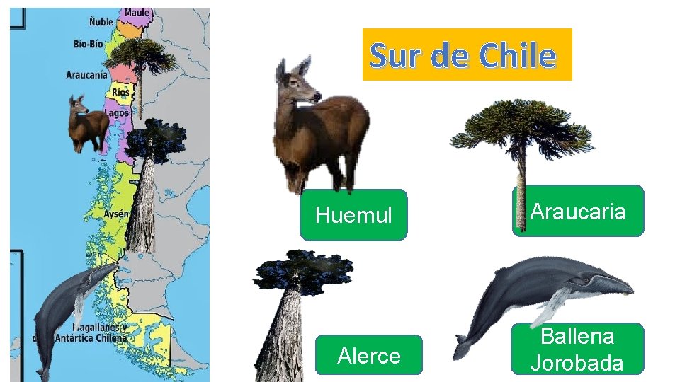 Sur de Chile Huemul Alerce Araucaria Ballena Jorobada 