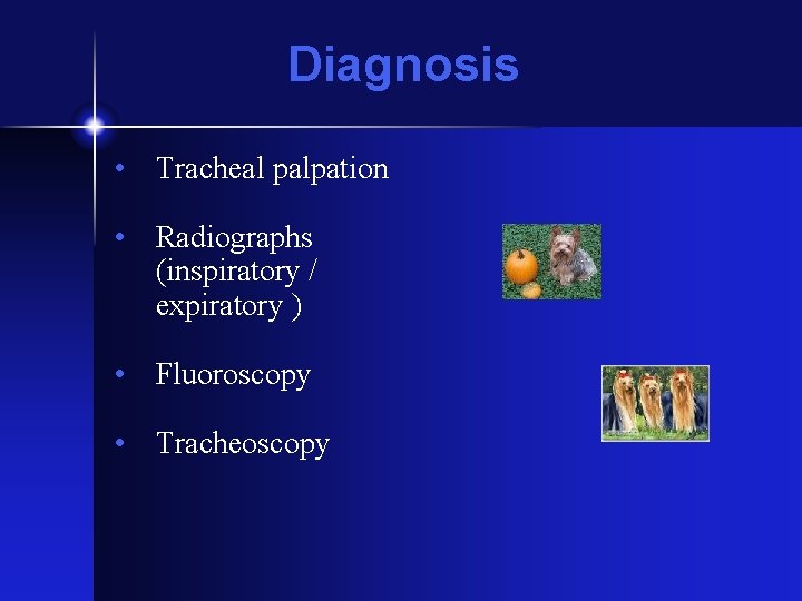 Diagnosis • Tracheal palpation • Radiographs (inspiratory / expiratory ) • Fluoroscopy • Tracheoscopy