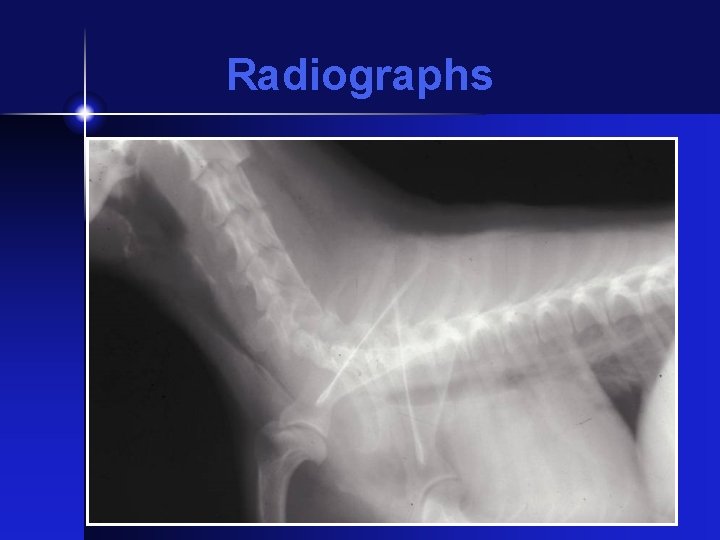 Radiographs 