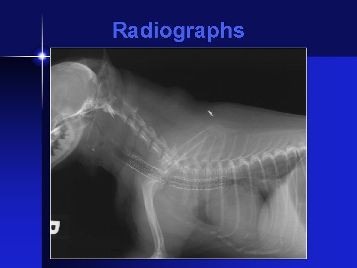 Radiographs 