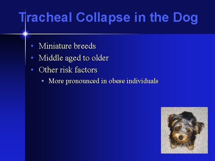 Tracheal Collapse in the Dog • Miniature breeds • Middle aged to older •